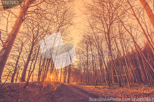 Image of Bare trees by a forest trail