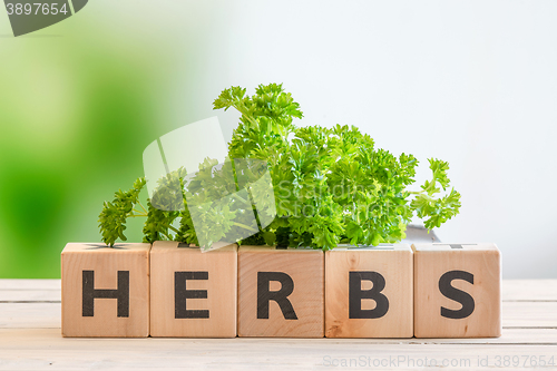 Image of Herbs sign with fresh parsley