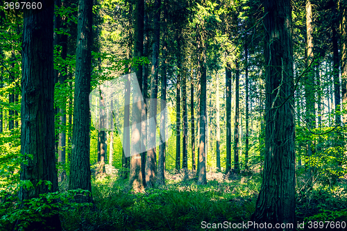 Image of Idyllic forest with a clearing