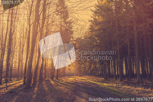 Image of Morning sunrise in a forest with pine trees