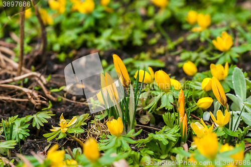 Image of Crocus and eranthis in a garden