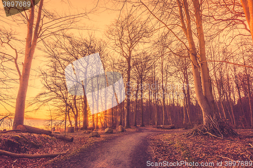 Image of Road in the forest in the morning