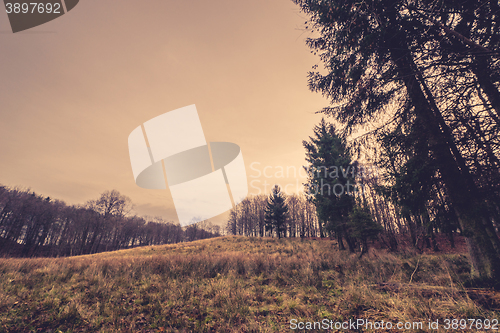 Image of Prairie in the fall with pine trees