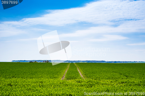 Image of Green field with dry tire tracks