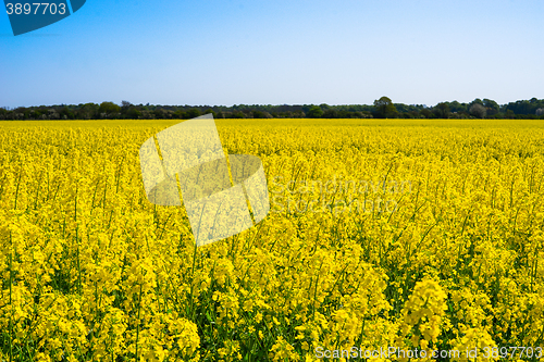 Image of Colorful yellow rapeseed field