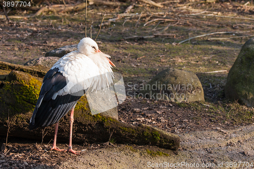 Image of Stork in the sun at springtime