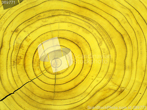 Image of Sequoia circles