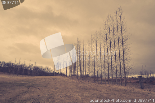 Image of Bare trees on a row