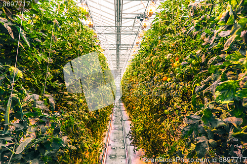 Image of Tomato plants in a greenhouse