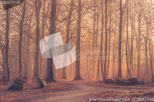 Image of Sunrise in a misty forest with big rocks