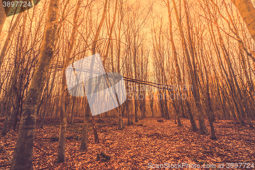 Image of Broken tree in a forest