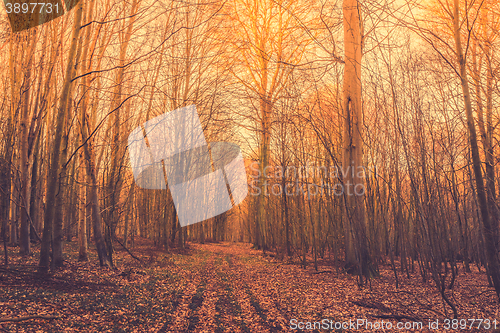 Image of Autumn sunrise in the forest