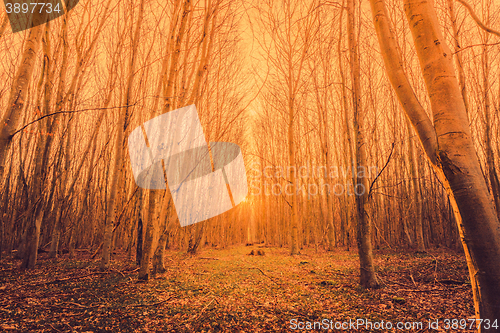 Image of Sunrise in a forest with tall trees