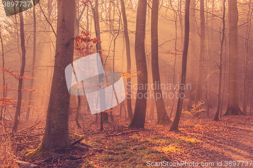 Image of Sunrise in a the forest mist