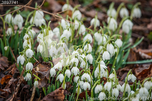 Image of Many snowdrop flowers in the forest