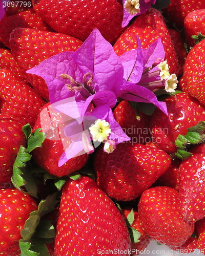 Image of Spanish Strawberries