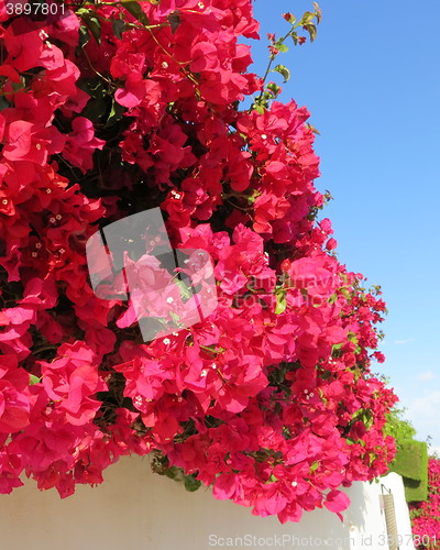 Image of Bougainvillea