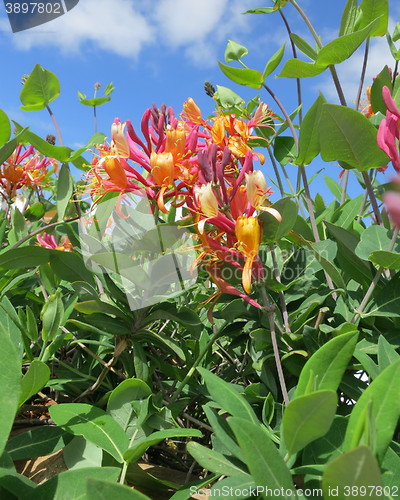 Image of Lonicera Heckrotti
