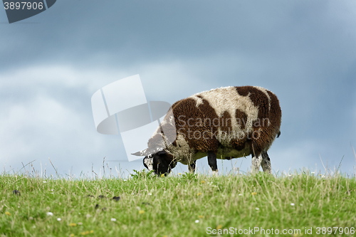 Image of Sheep feeding on grass
