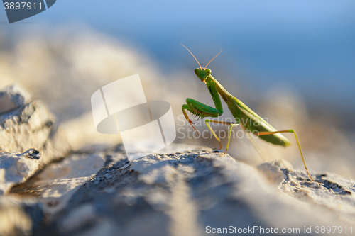 Image of Praying Mantis on rocks