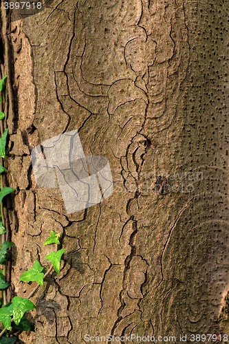 Image of Closeup photo of a tree trunk