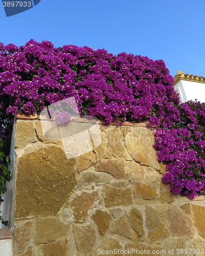 Image of Bougainvillea