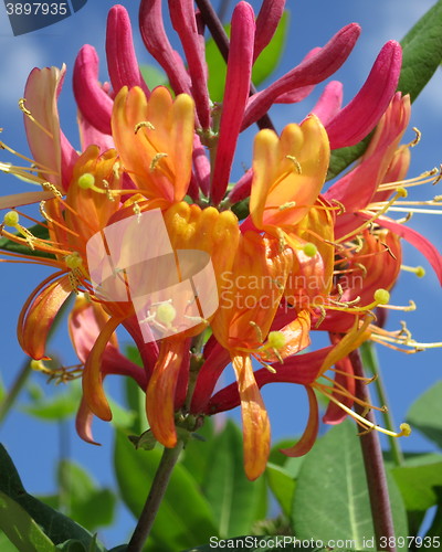 Image of Lonicera Heckrotti