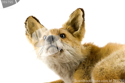 Image of Red fox isolated on white background