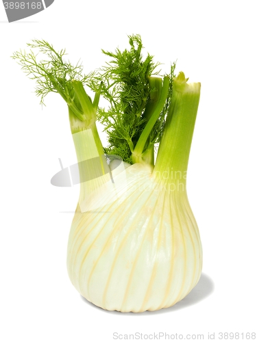 Image of Florence fennel bulb on white