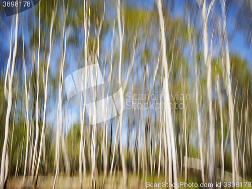 Image of Birch Forest