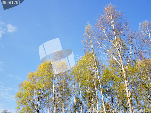 Image of Birch Forest background