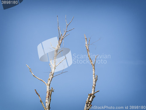 Image of Birch tree background