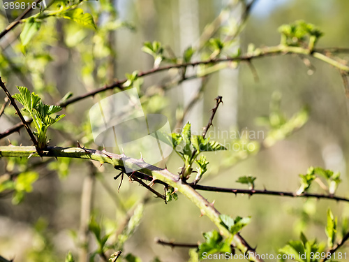 Image of Scrub and thorns