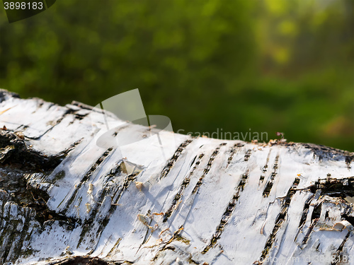 Image of Birch tree background