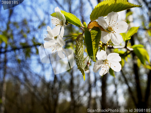 Image of Close up cherry blossom