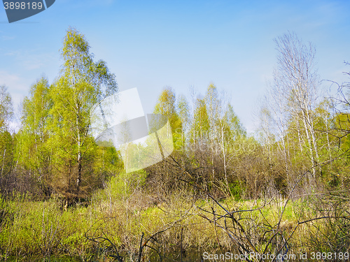 Image of Birch Forest