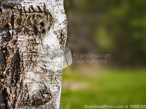 Image of Birch tree background