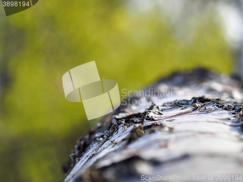 Image of Birch tree background