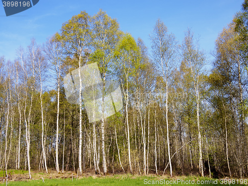 Image of Birch Forest