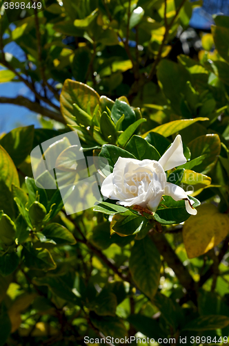 Image of gardenia flower on bush