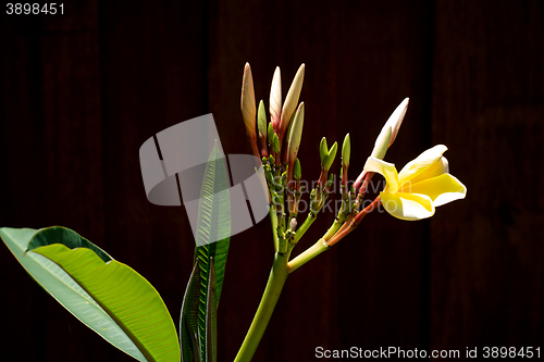 Image of plumeria buds and bloom