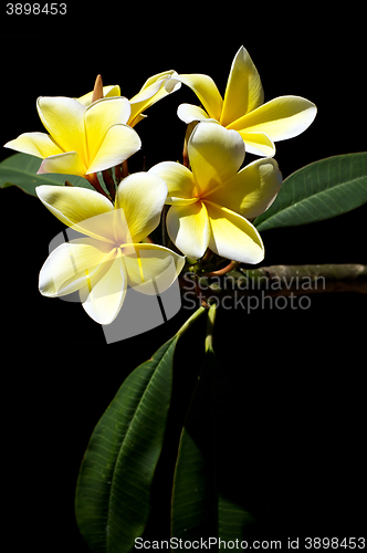 Image of yellow plumeria spa flowers in bloom