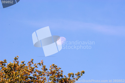 Image of DAYTIME MOON OVER AUTUMN TREES