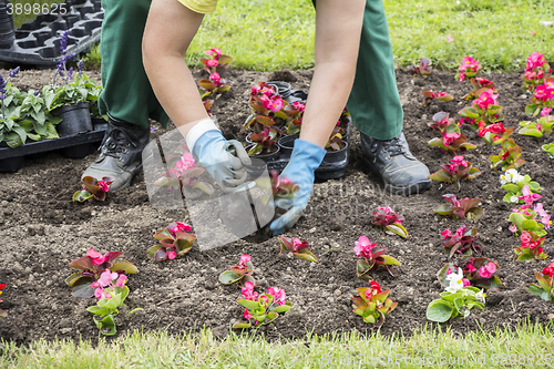 Image of Planting flowers