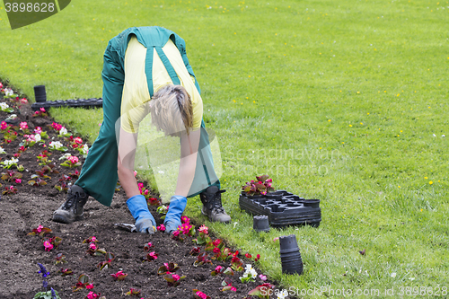 Image of Planting flowers