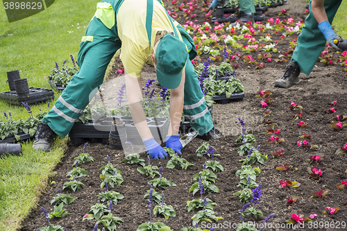 Image of Planting flowers