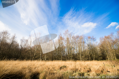 Image of Birch trees in autumn nature