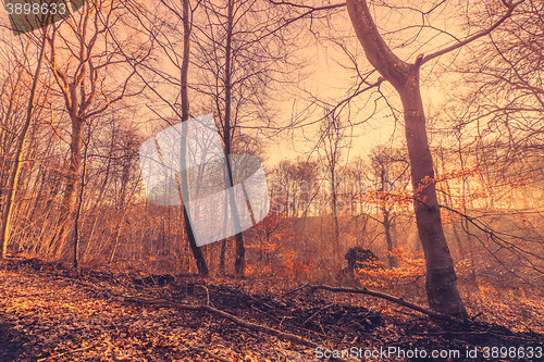 Image of Sunrise in a misty forest in the fall