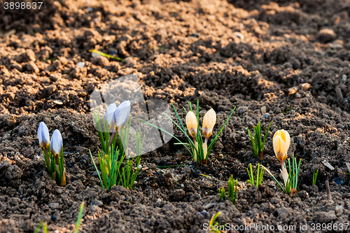 Image of Soil with colorful crocus flowers