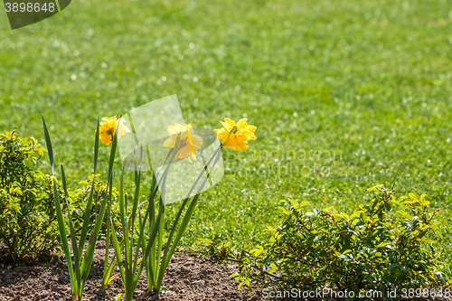 Image of Flowerbed with yellow daffodil flowers